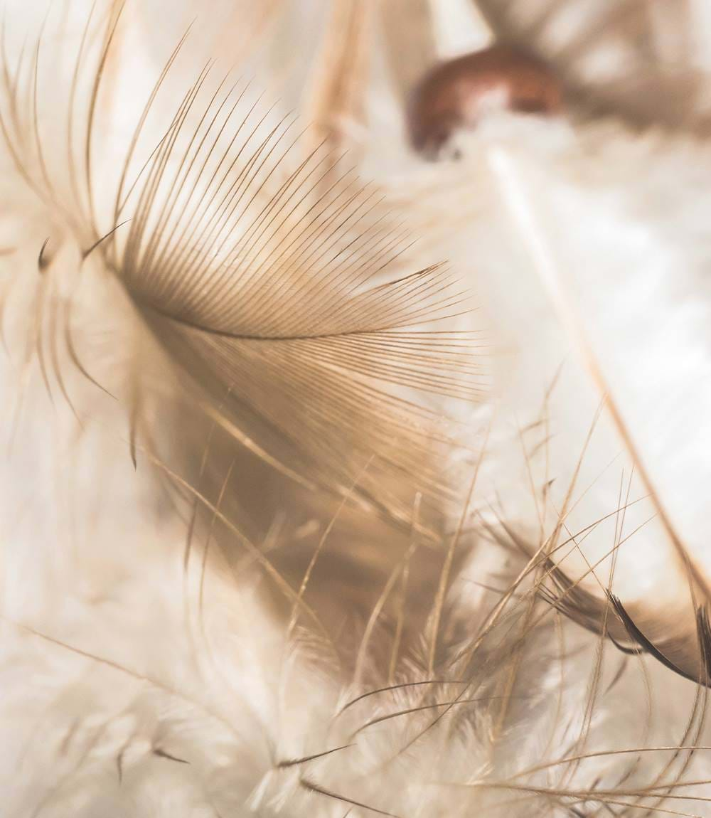 Feather