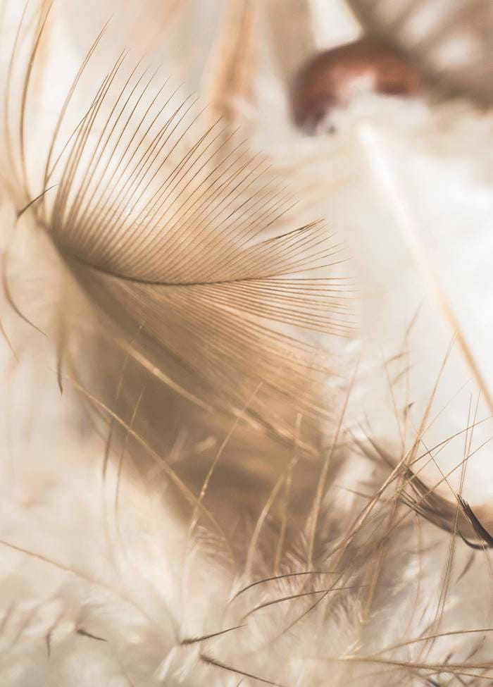 Feather